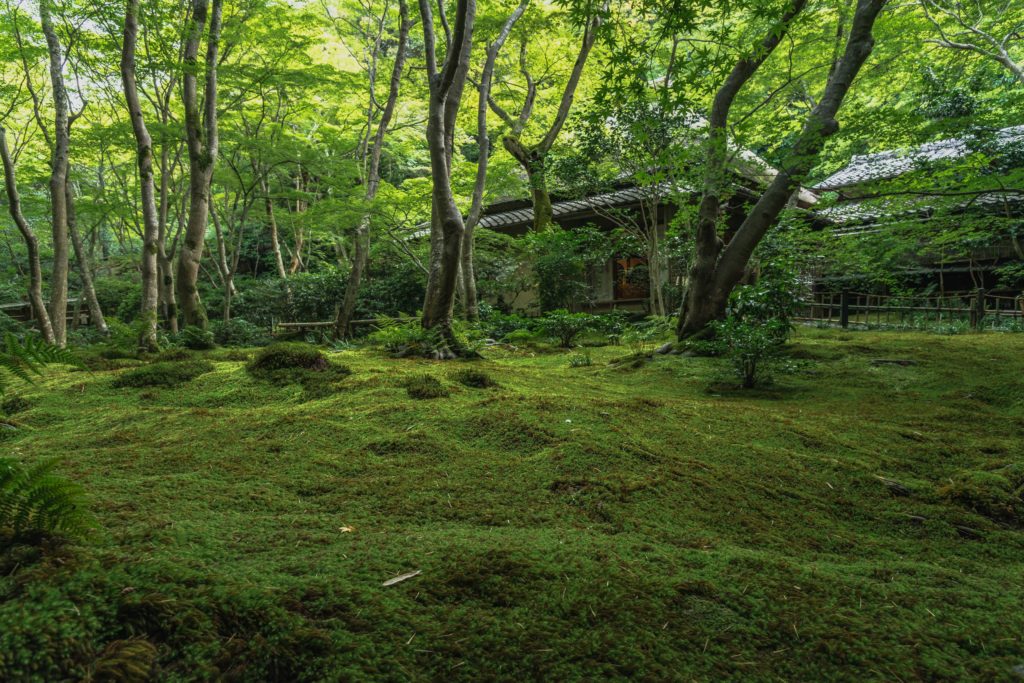 DSC_2358-1024x683 京都 夏の撮影スポット19選! 新緑の庭園やあじさい、海の景色など京都の夏の景色が満載! 旅行や観光スポット探しにおすすめ!