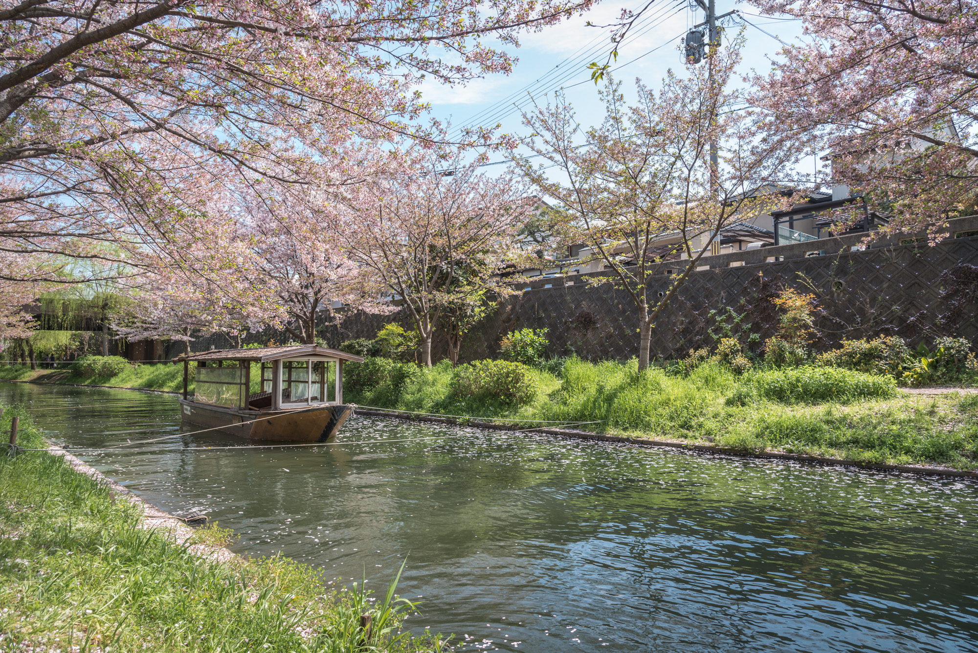 DSC_0226 京都府 中書島 伏見十石舟(桜と船の風情を感じる美しい景色！京都の春におすすめ桜写真スポット！ 撮影した写真の紹介、アクセス情報など)