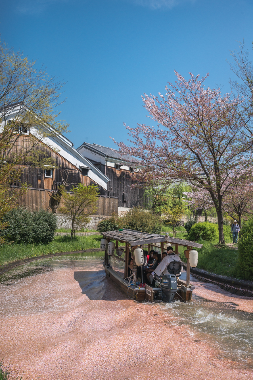 DSC_0251 京都府 中書島 伏見十石舟(桜と船の風情を感じる美しい景色！京都の春におすすめ桜写真スポット！ 撮影した写真の紹介、アクセス情報など)