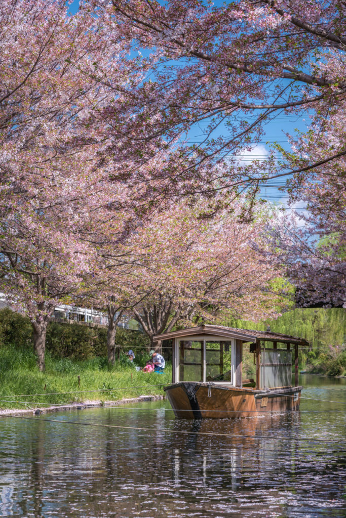 DSC_0317-683x1024 京都 - 中書島 伏見十石舟 ( 京都 春 桜 写真スポット)