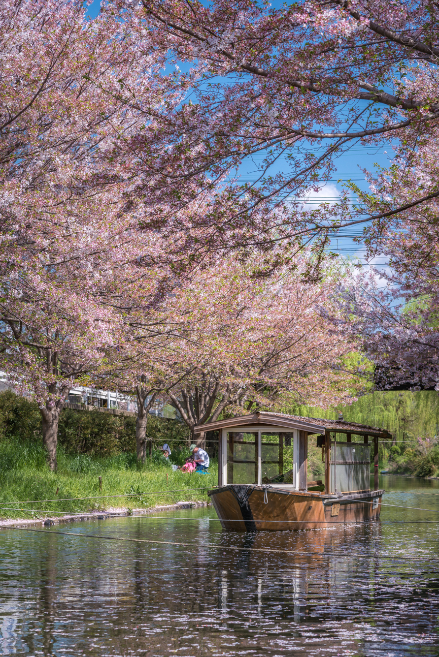 DSC_0317 京都府 中書島 伏見十石舟(桜と船の風情を感じる美しい景色！京都の春におすすめ桜写真スポット！ 撮影した写真の紹介、アクセス情報など)