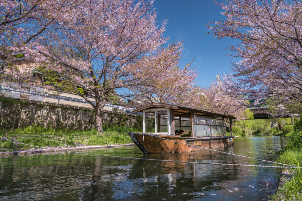 DSC_0356-1024x684 京都 - 中書島 伏見十石舟 ( 京都 春 桜 写真スポット)