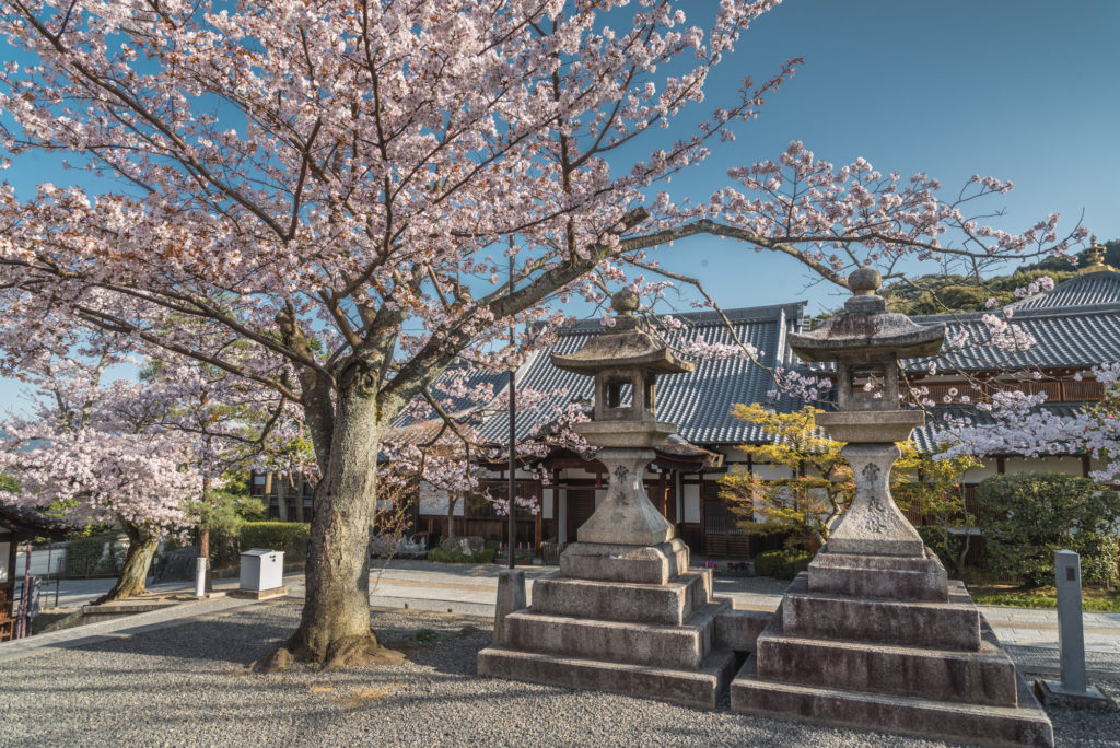 DSC_4628-1024x684 京都 - 清水寺 ( 京都 春 桜 写真スポット)