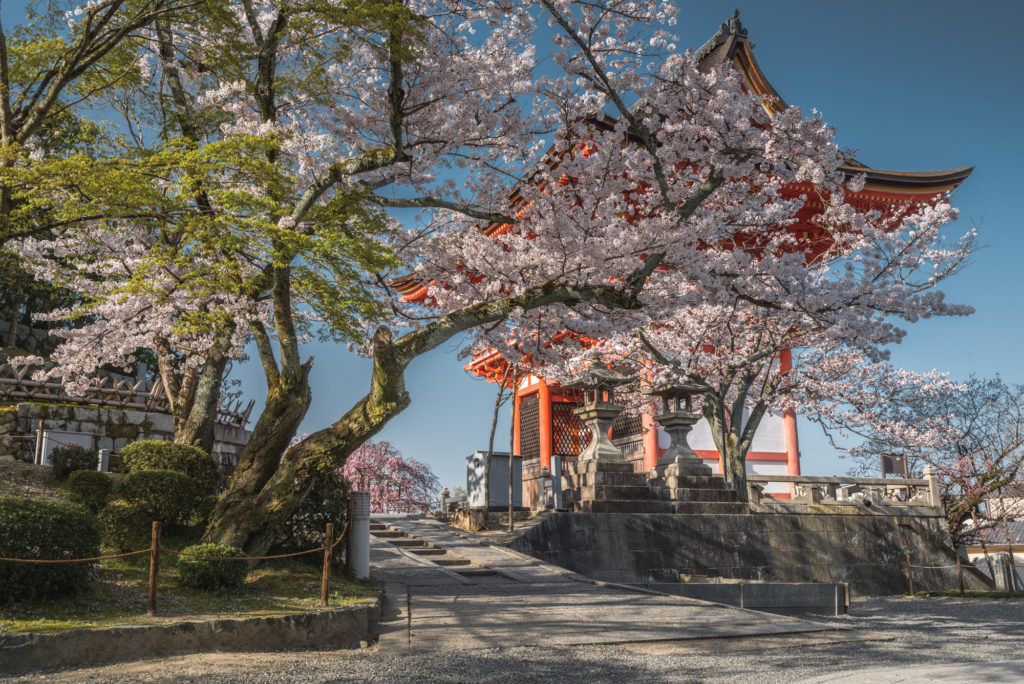 DSC_4665-1024x684 京都 - 清水寺 ( 京都 春 桜 写真スポット)