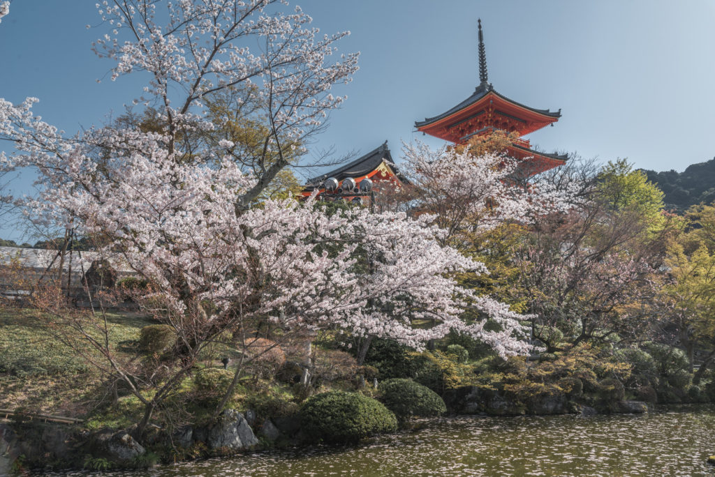 DSC_4763-1024x684 京都 - 清水寺 ( 京都 春 桜 写真スポット)