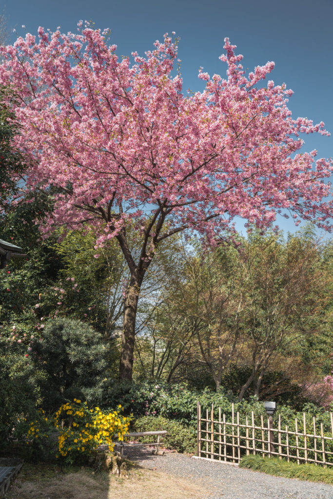 DSC_4810-683x1024 京都 - 高台寺 ( 京都 春 桜 写真スポット)