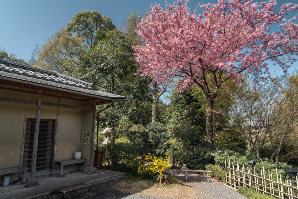 DSC_4811-1024x684 京都 - 高台寺 ( 京都 春 桜 写真スポット)