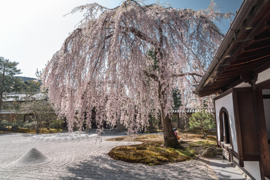 DSC_4846-1024x684 京都 - 高台寺 ( 京都 春 桜 写真スポット)