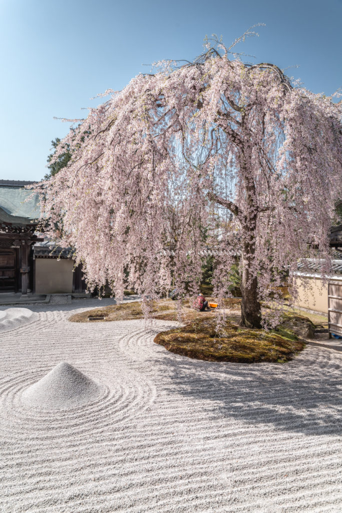 DSC_4851-683x1024 京都 - 高台寺 ( 京都 春 桜 写真スポット)