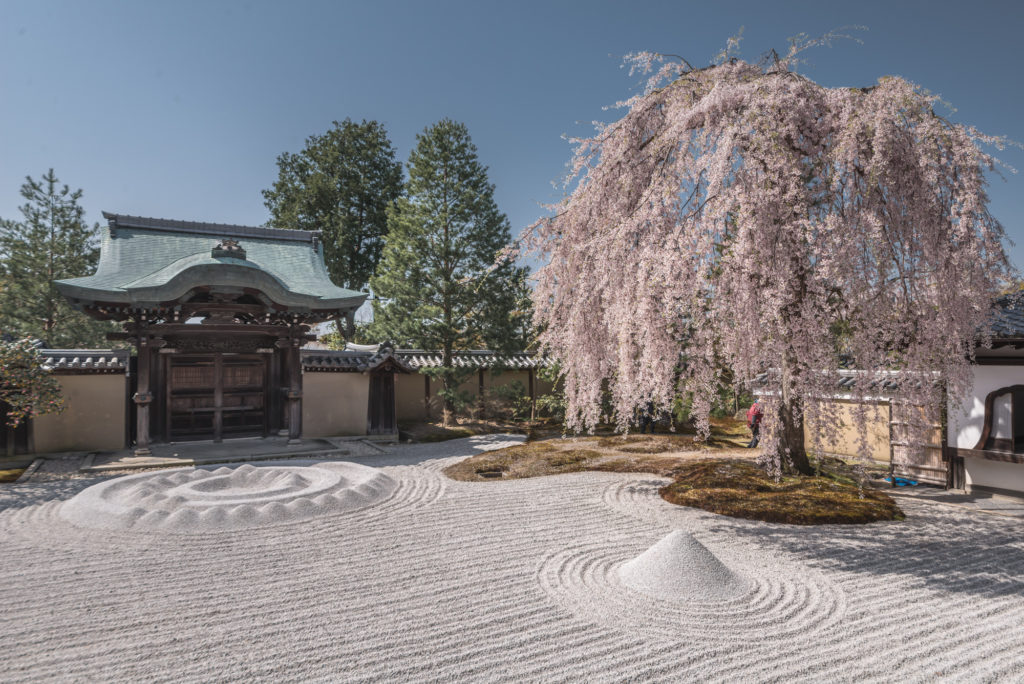 DSC_4861-1024x684 京都 - 高台寺 ( 京都 春 桜 写真スポット)