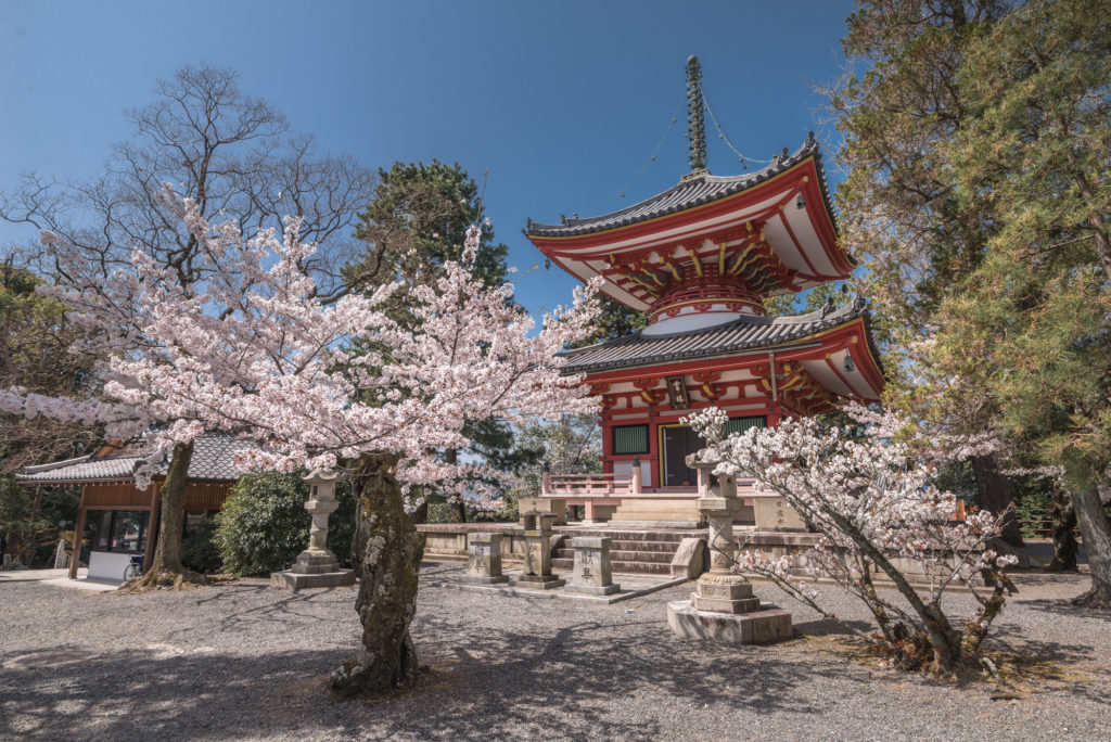 DSC_4909-1024x684 京都 - 知恩院 ( 京都 春 桜 写真スポット)
