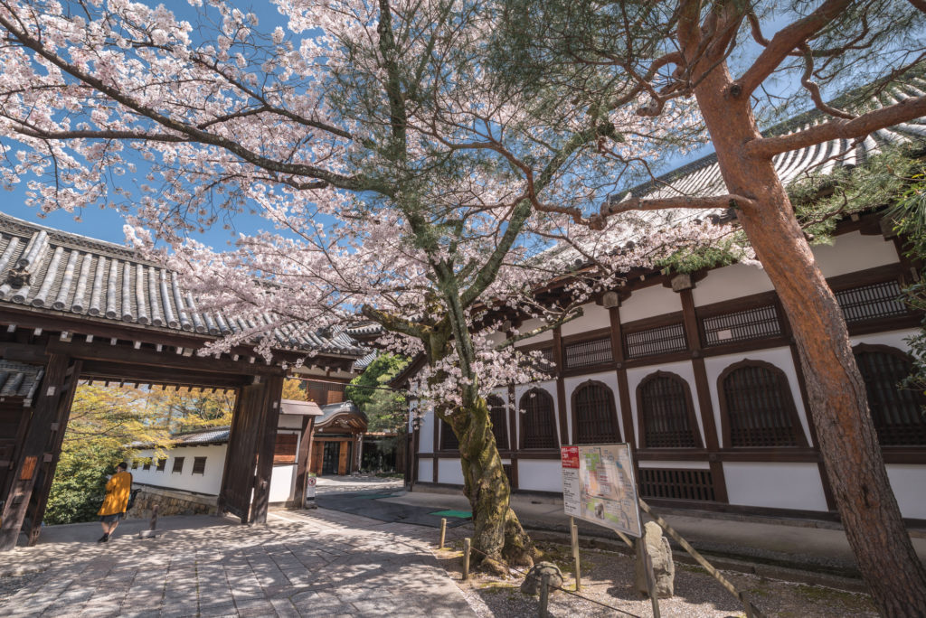 DSC_4916-1024x684 京都 - 知恩院 ( 京都 春 桜 写真スポット)