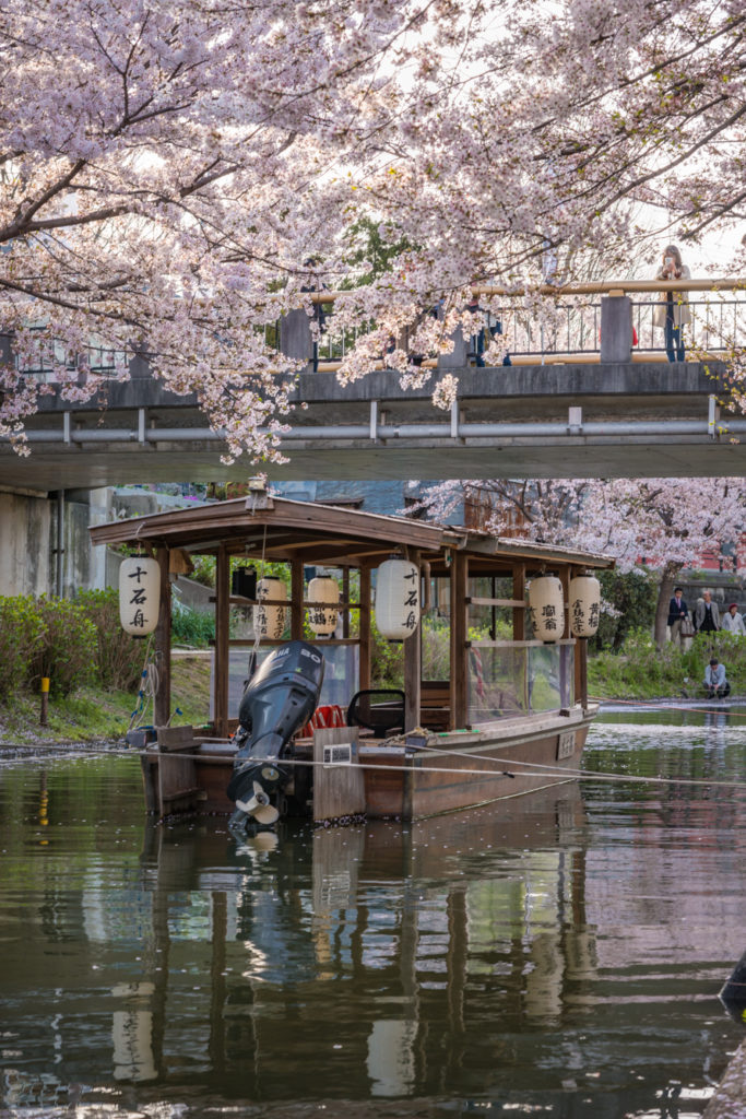 DSC_5505-683x1024 京都 - 中書島 伏見十石舟 ( 京都 春 桜 写真スポット)