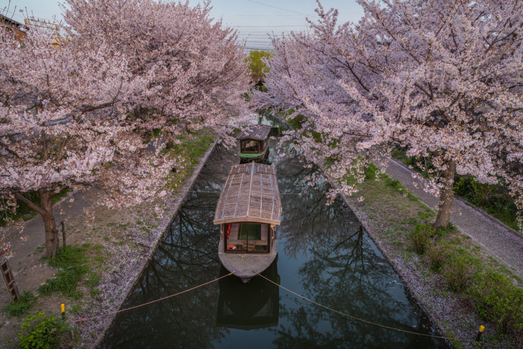 DSC_5580-1024x684 京都 - 中書島 伏見十石舟 ( 京都 春 桜 写真スポット)