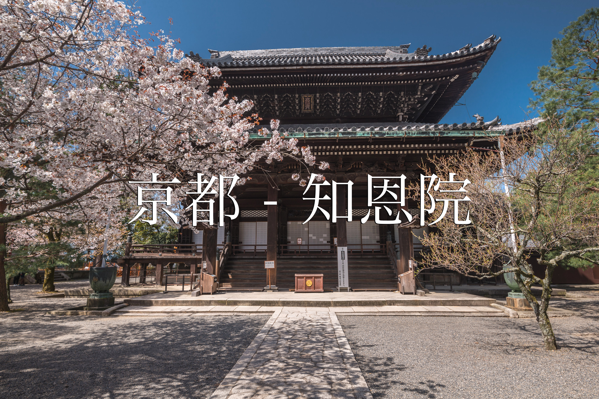京都 知恩院 京都 春 桜 写真スポット 写真や映像で紹介する関西 近畿の絶景カメラ 観光スポット