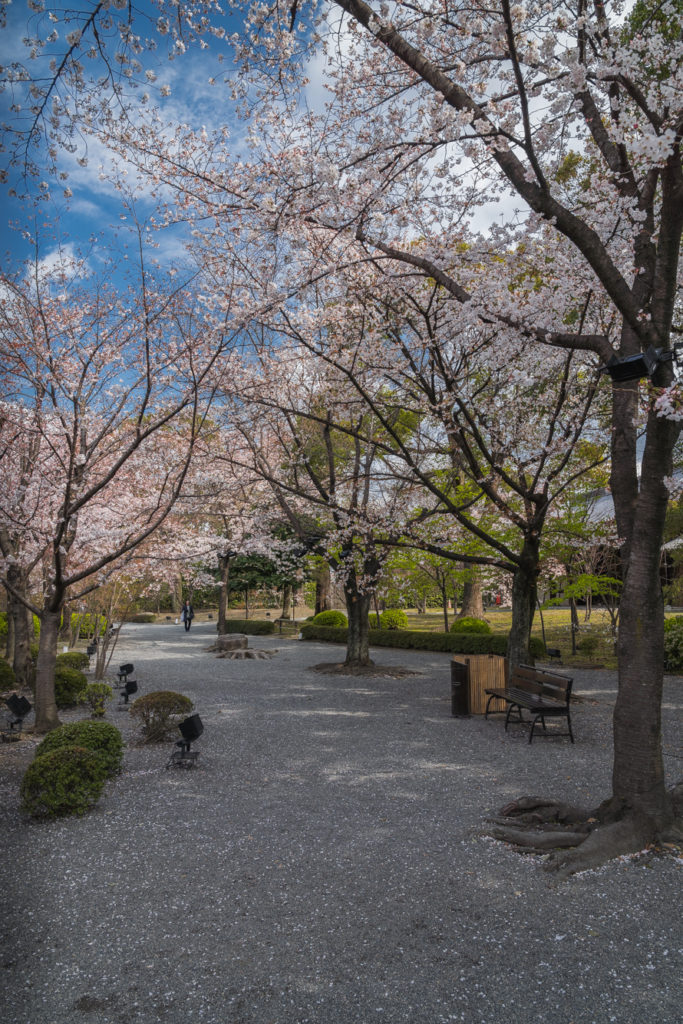 DSC01907-683x1024 京都 - 東寺 ( 京都 春 桜 写真スポット)