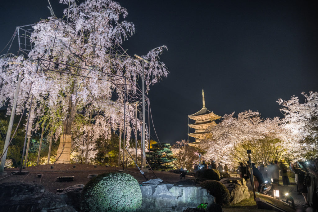 DSC_5587-1024x684 京都 - 東寺 ( 京都 春 桜 写真スポット)