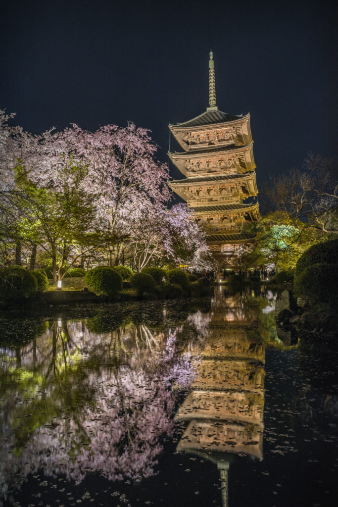 DSC_5594-683x1024 京都 - 東寺 ( 京都 春 桜 写真スポット)