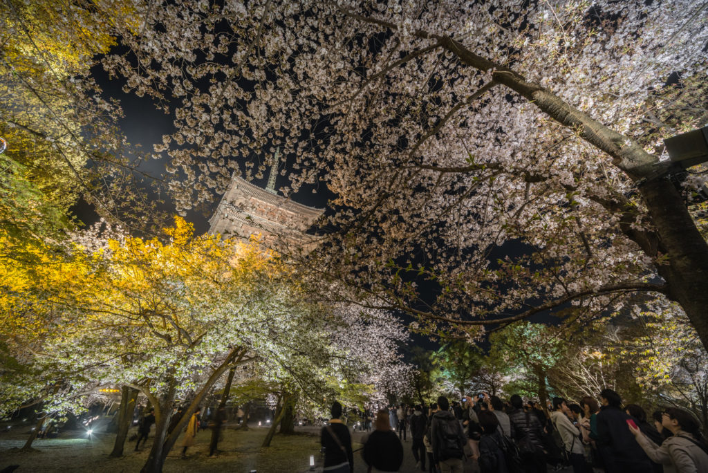 DSC_5628-1024x684 京都 - 東寺 ( 京都 春 桜 写真スポット)