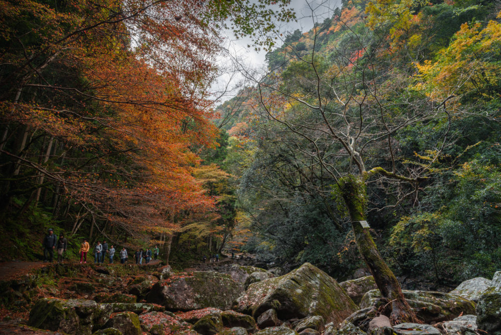 DSC_6900-1024x684 三重県 赤目四十八滝( 夏の新緑と秋の紅葉の時期におすすめ!沢山の滝を見れるハイキングスポット! 写真の紹介、アクセス方法など)　