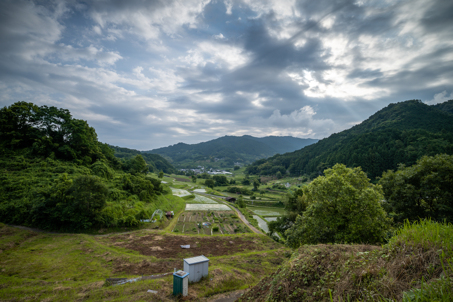 DSC06633 奈良県 明日香村 稲渕の棚田 ( 2019年彼岸花祭り 奈良県の棚田 夏と秋におすすめの彼岸花が観れる写真スポット・アクセス情報や撮影ポイントなど!)