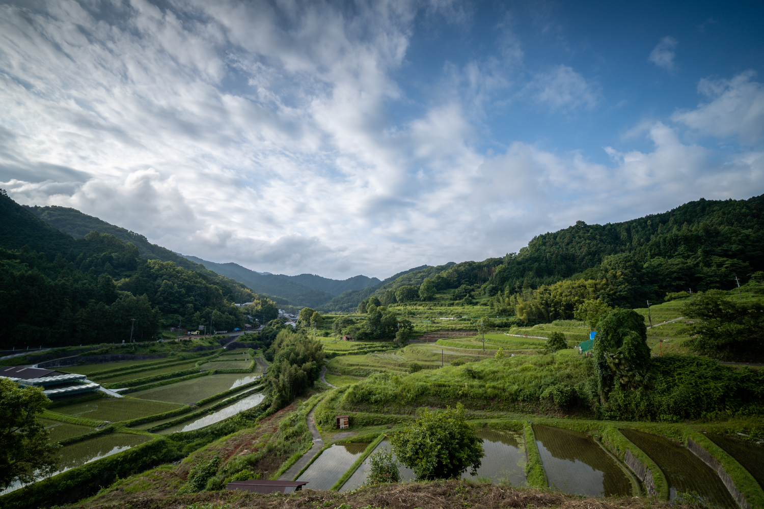 DSC06656 奈良県 明日香村 稲渕の棚田 ( 2019年彼岸花祭り 奈良県の棚田 夏と秋におすすめの彼岸花が観れる写真スポット・アクセス情報や撮影ポイントなど!)