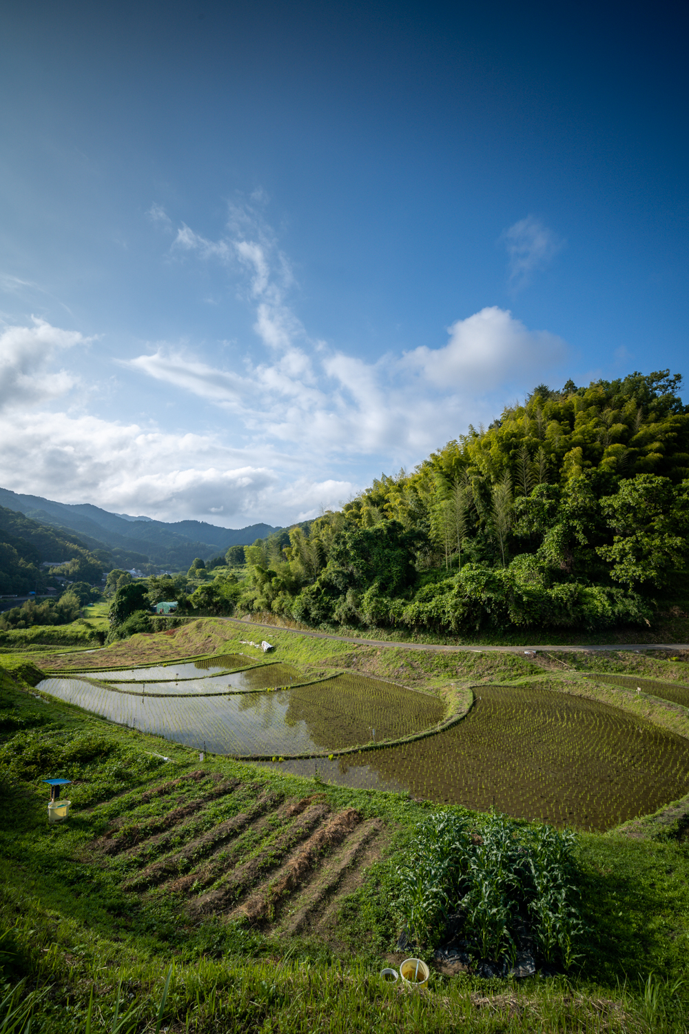 DSC06696 奈良県 明日香村 稲渕の棚田 ( 2019年彼岸花祭り 奈良県の棚田 夏と秋におすすめの彼岸花が観れる写真スポット・アクセス情報や撮影ポイントなど!)