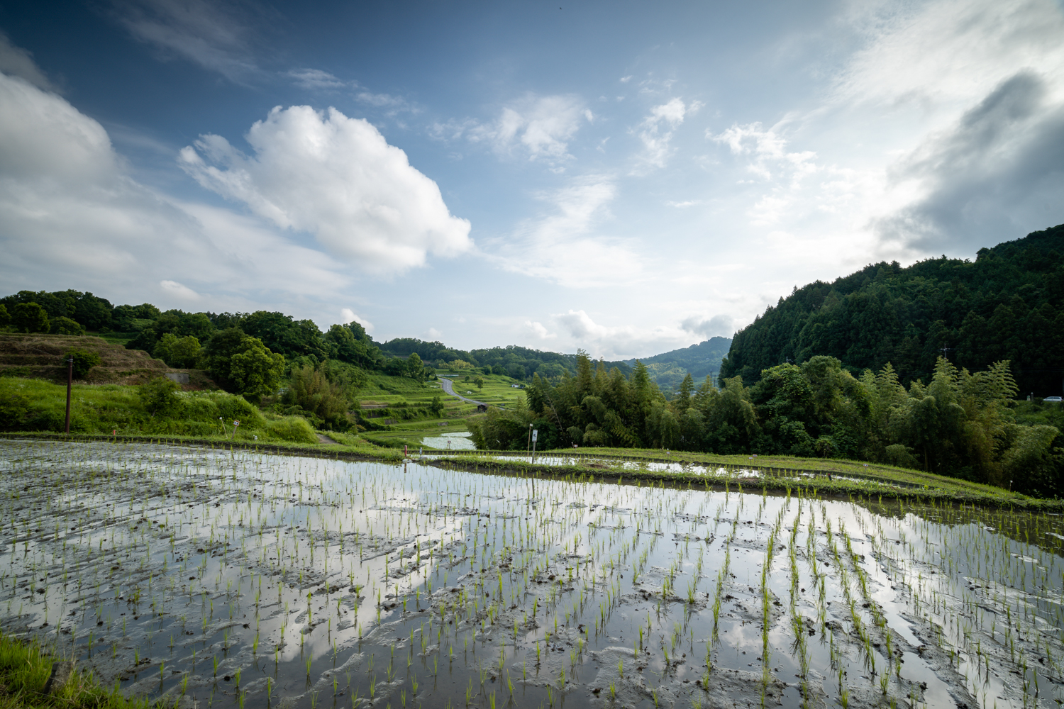 DSC06719 奈良県 明日香村 稲渕の棚田 ( 2019年彼岸花祭り 奈良県の棚田 夏と秋におすすめの彼岸花が観れる写真スポット・アクセス情報や撮影ポイントなど!)