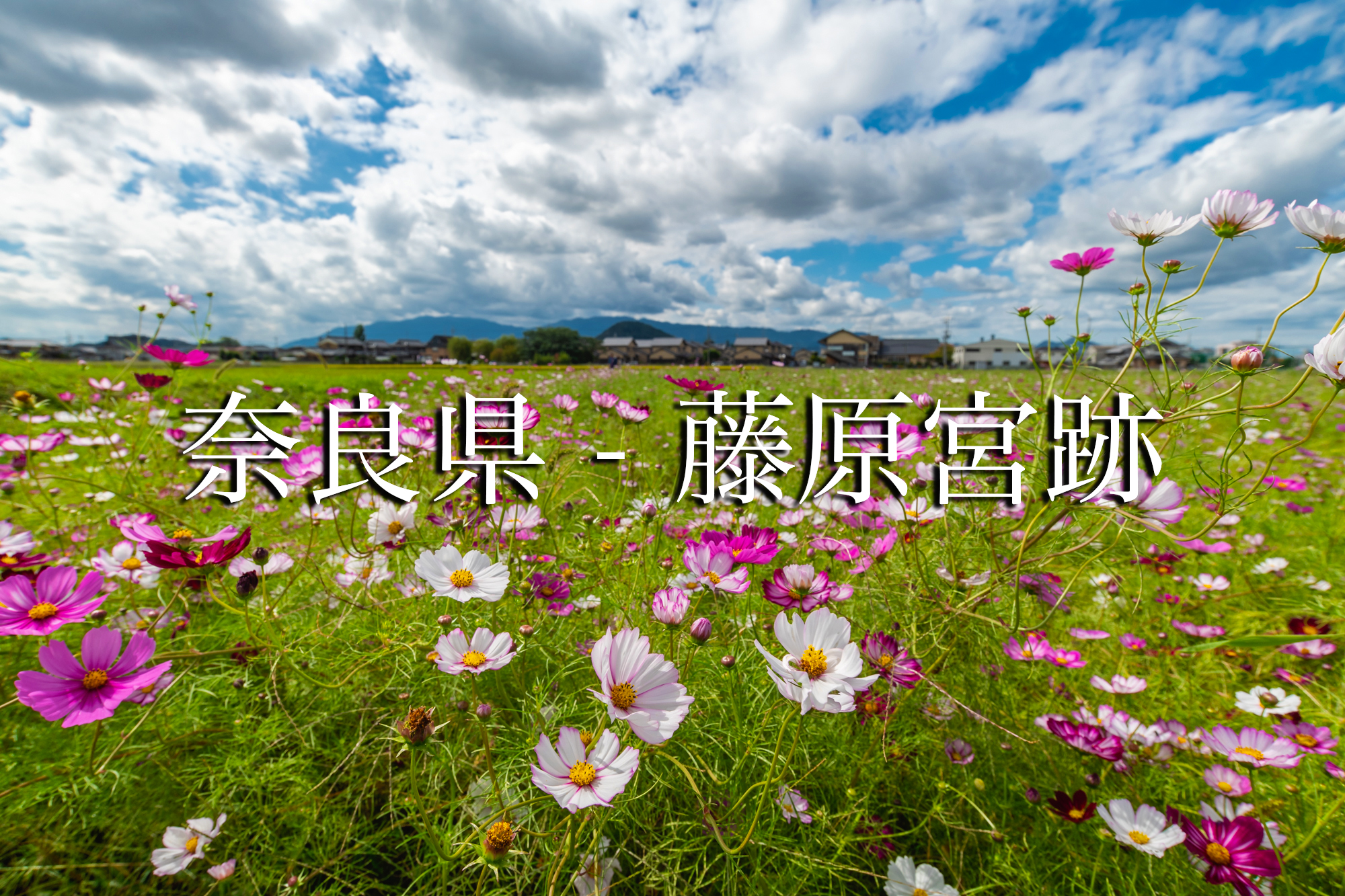 奈良県 藤原宮跡 奈良県の秋におすすめのコスモスが無料で観れる写真スポット 撮影した写真の紹介 アクセス情報や撮影ポイントなど 写真や映像で紹介する関西 近畿の絶景カメラ 観光スポット