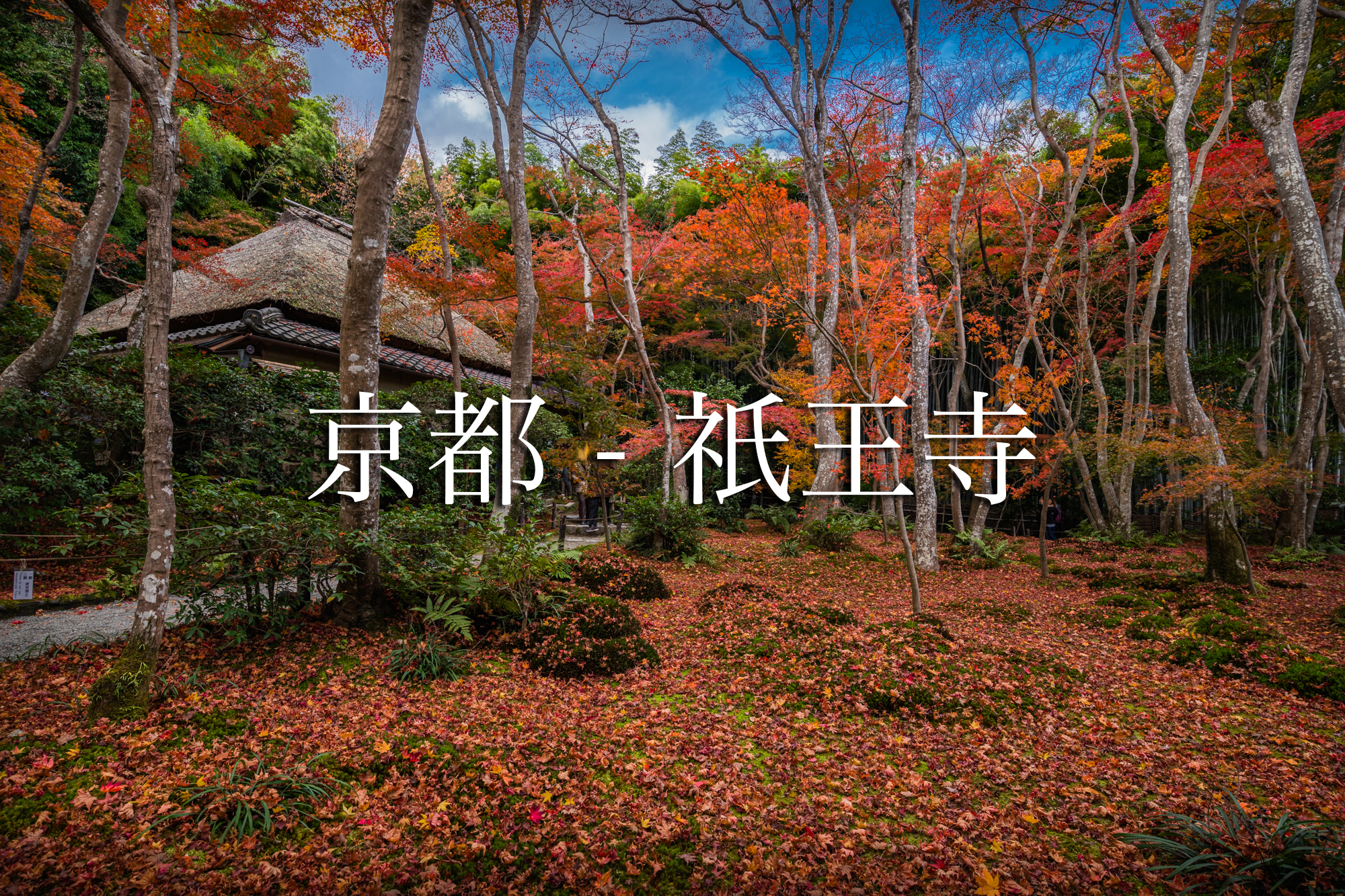 京都 祇王寺 Kyoto Gioji Temple 苔の庭が紅葉の絨毯に染まるおすすめの写真スポット 撮影した写真の紹介 アクセス情報や交通手段など 写真と映像で紹介する関西 近畿の絶景カメラ撮影スポット