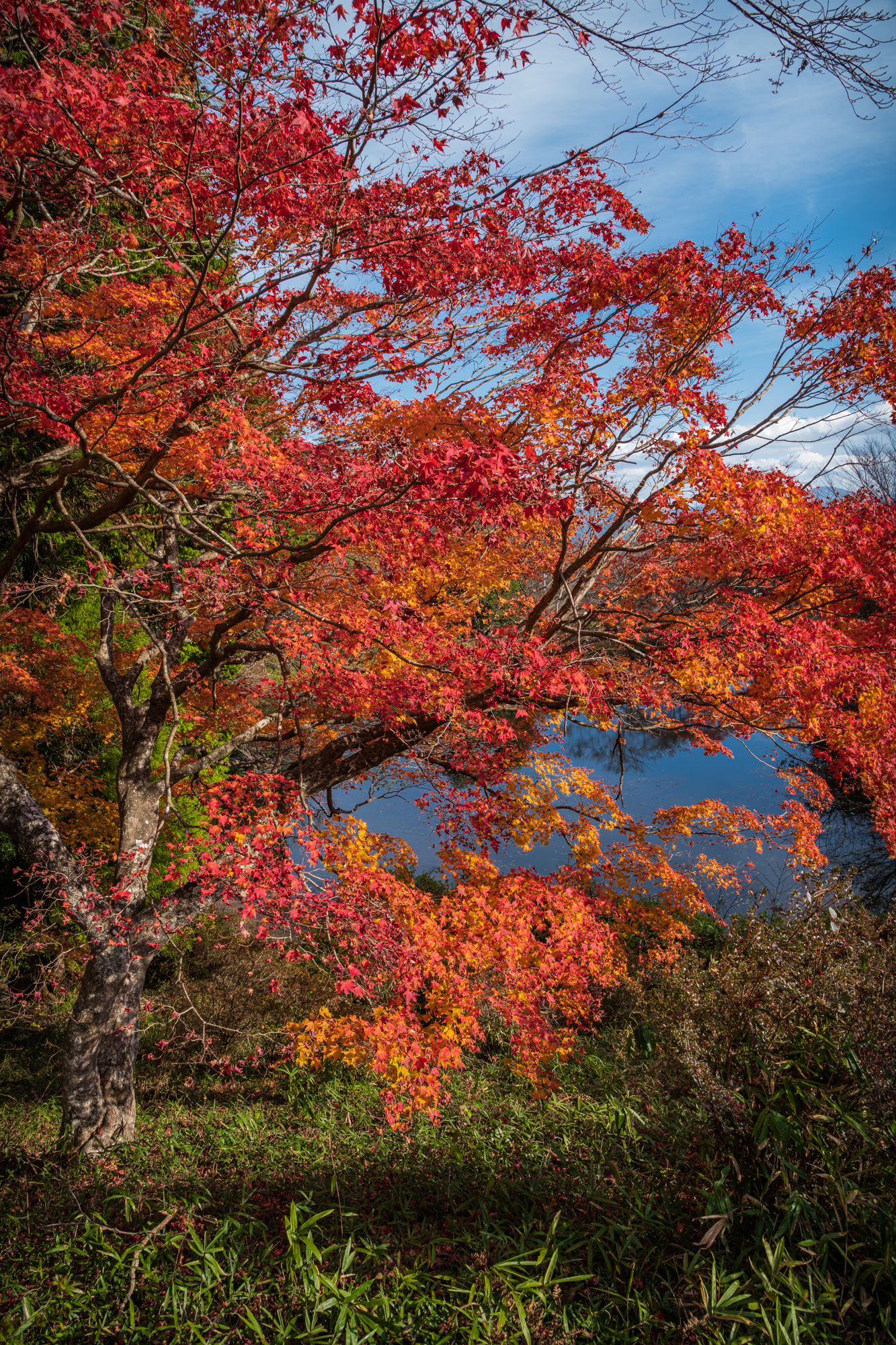 NIKON-CORPORATION_NIKON-D850_3235220786-3235353337_21890 奈良県  鳥見山公園( 赤い橋と紅葉景色が美しい絶景のリフレクション景色！ 撮影した写真の紹介、 アクセス情報や撮影ポイントなど!)　