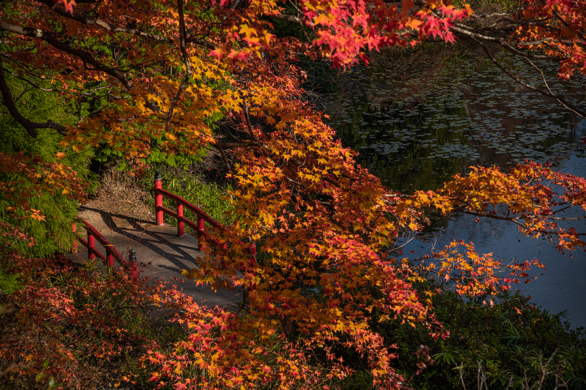 NIKON-CORPORATION_NIKON-D850_3236903794-3237012547_21905 奈良県  鳥見山公園( 赤い橋と紅葉景色が美しい絶景のリフレクション景色！ 撮影した写真の紹介、 アクセス情報や撮影ポイントなど!)　