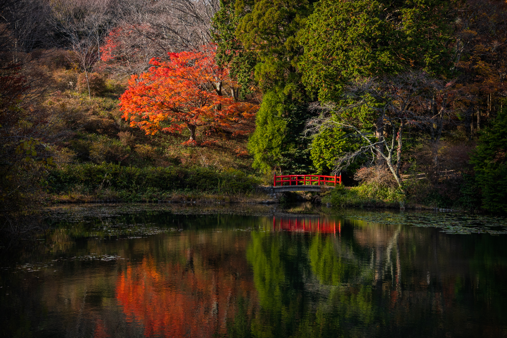 NIKON-CORPORATION_NIKON-D850_3241143666-3241251941_21942 奈良県  鳥見山公園( 赤い橋と紅葉景色が美しい絶景のリフレクション景色！ 撮影した写真の紹介、 アクセス情報や撮影ポイントなど!)　
