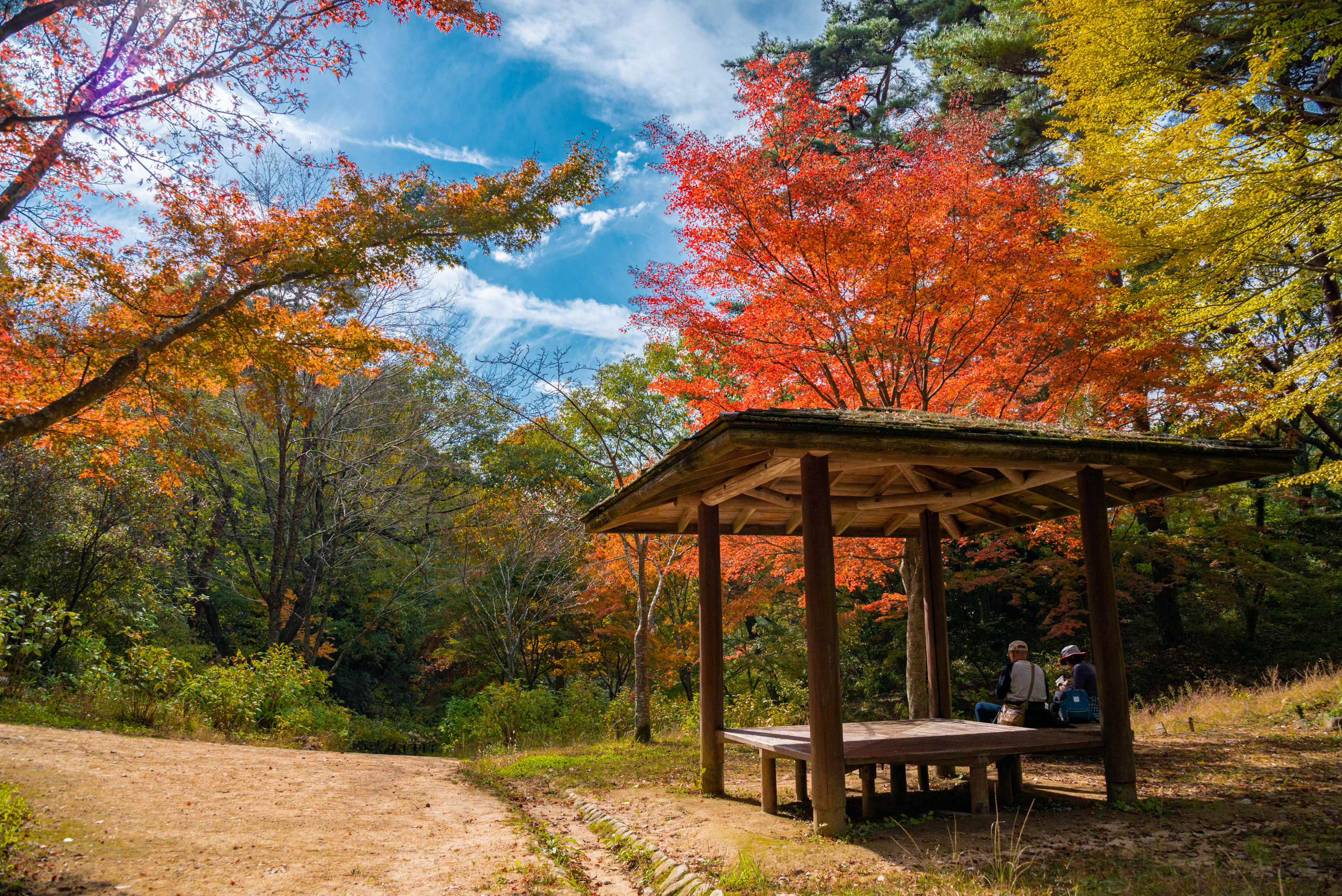 兵庫県 神戸市立森林植物園 園内が紅葉の景色に染まる秋におすすめの森林植物園 撮影した写真の紹介 アクセス情報や撮影ポイントなど 写真や映像で紹介する関西 近畿の絶景カメラ 観光スポット