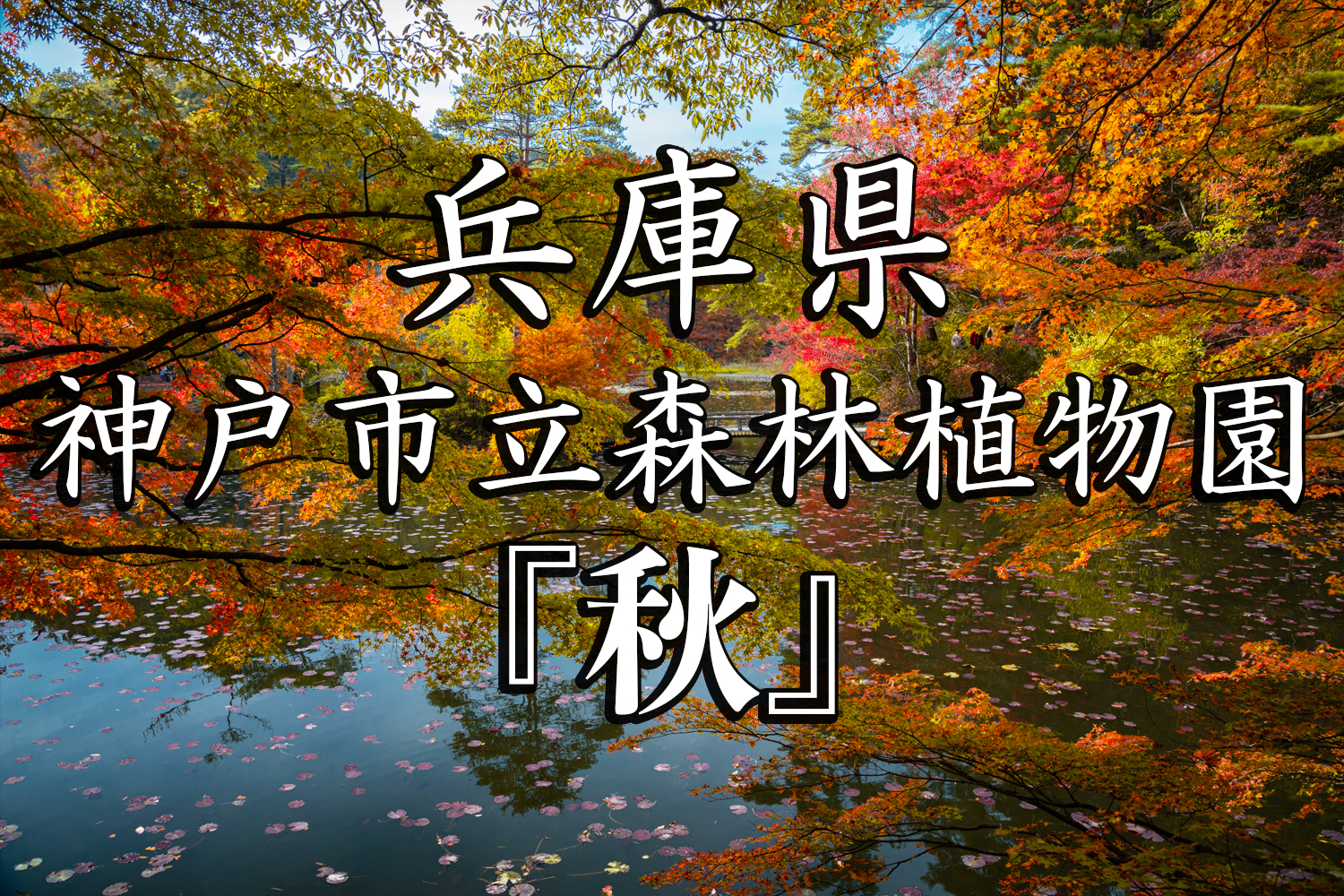 兵庫県 神戸市立森林植物園 園内が紅葉の景色に染まる秋におすすめの森林植物園 撮影した写真の紹介 アクセス情報や撮影ポイントなど 写真や映像で紹介する関西 近畿の絶景カメラ 観光スポット