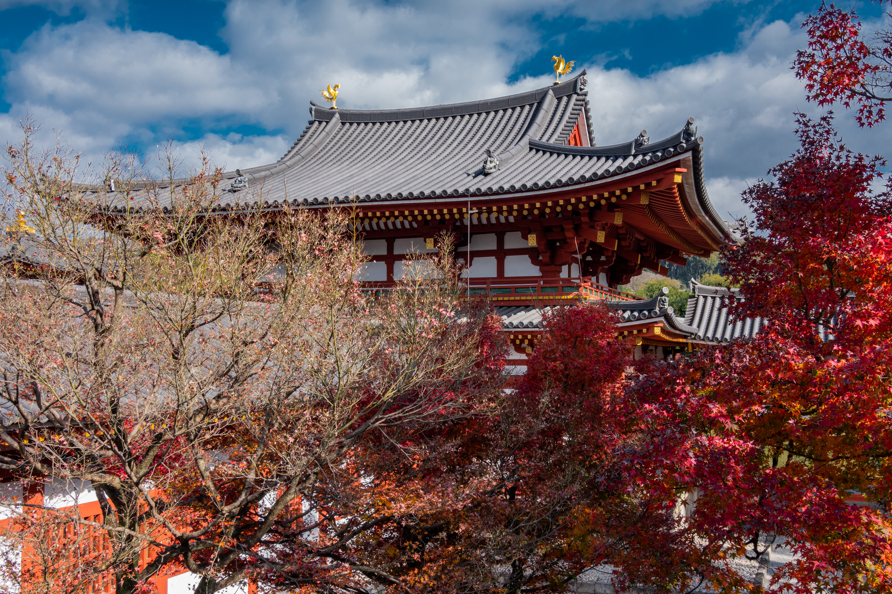 DSC01402 京都  平等院( 紅葉の庭園が美しい秋におすすめの写真スポット!撮影した写真の紹介、アクセス情報や交通手段など)