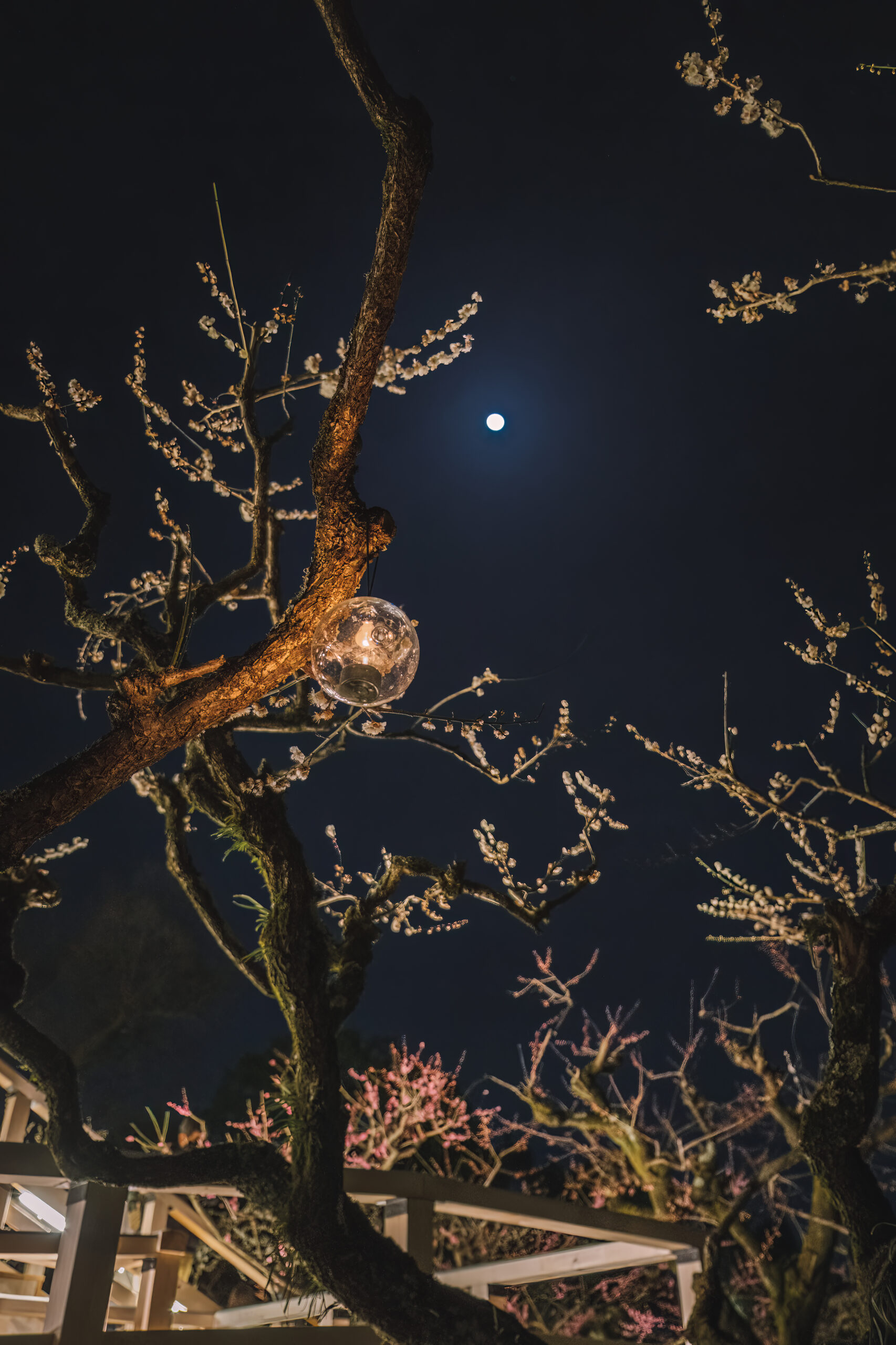 DSCF1235-Edit-scaled 京都府 北野天満宮(幻想的な梅のライトアップがおすすめのスポット! 撮影した写真の紹介、アクセス情報など)