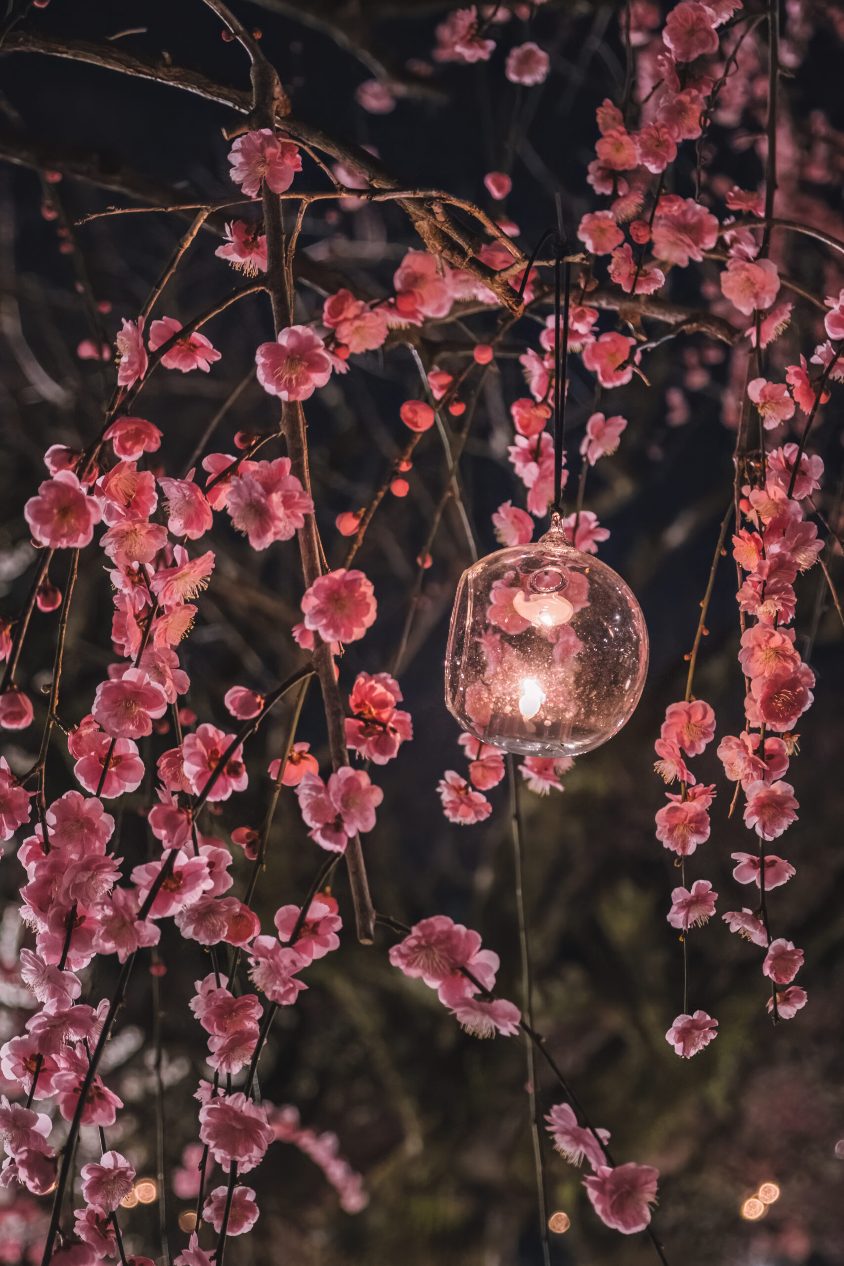 DSCF1302-Edit-1-scaled 京都府 北野天満宮(幻想的な梅のライトアップがおすすめのスポット! 撮影した写真の紹介、アクセス情報など)