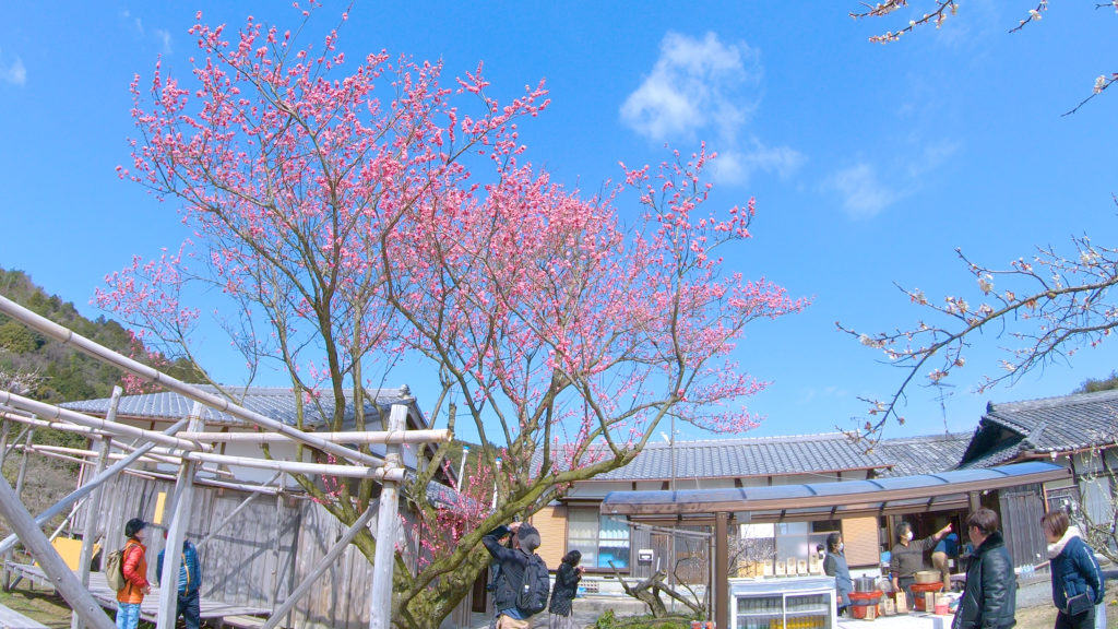 0adb37995b0ce1f2494db049f37fd5aa-1024x576 大阪府 金熊寺(梅の本数約2000! 泉南最大の梅林を見ることができる春におすすめの写真スポット. アクセス情報や交通手段・駐車場情報などまとめ)