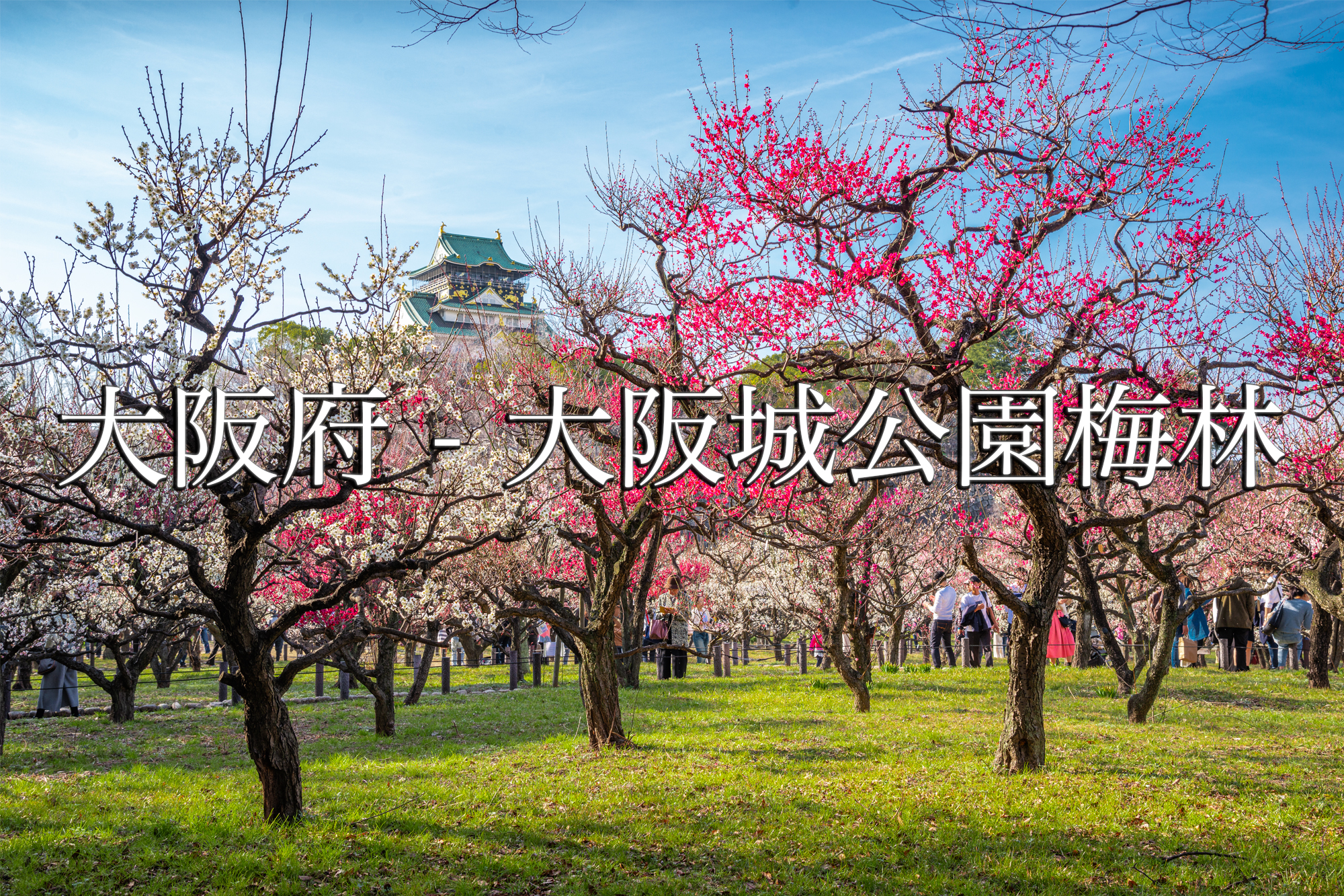 大阪府 大阪城公園梅林 大阪城の庭園に咲く100品種の梅が見れる写真スポット 撮影した写真の紹介アクセス情報や交通手段 駐車場情報などまとめ 写真や映像で紹介する関西 近畿の絶景カメラ 観光スポット