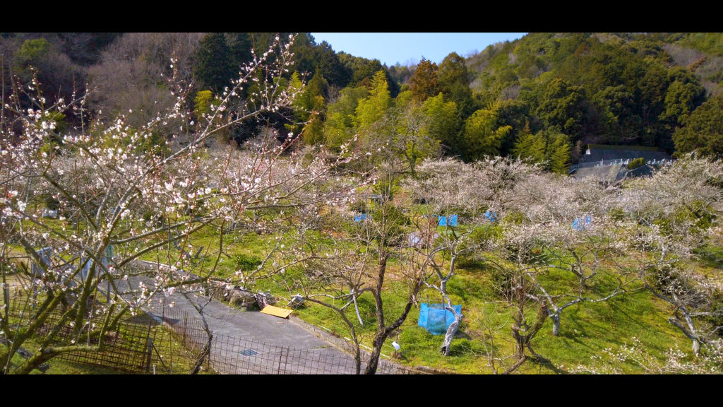 1efdeb035ade6ab0d413a90e7fae9383-1024x576 【2020年】関西の『梅林・梅園』おすすめ写真スポット"9選"を紹介! 開花情報や見頃情報などを実際に訪れ撮影した写真とお届けします!