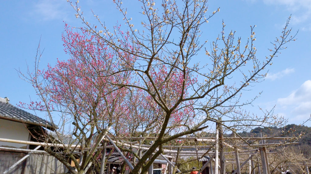 2c2a58e88cea33ba3f3f3c9042836251-1024x576 大阪府 金熊寺(梅の本数約2000! 泉南最大の梅林を見ることができる春におすすめの写真スポット. アクセス情報や交通手段・駐車場情報などまとめ)