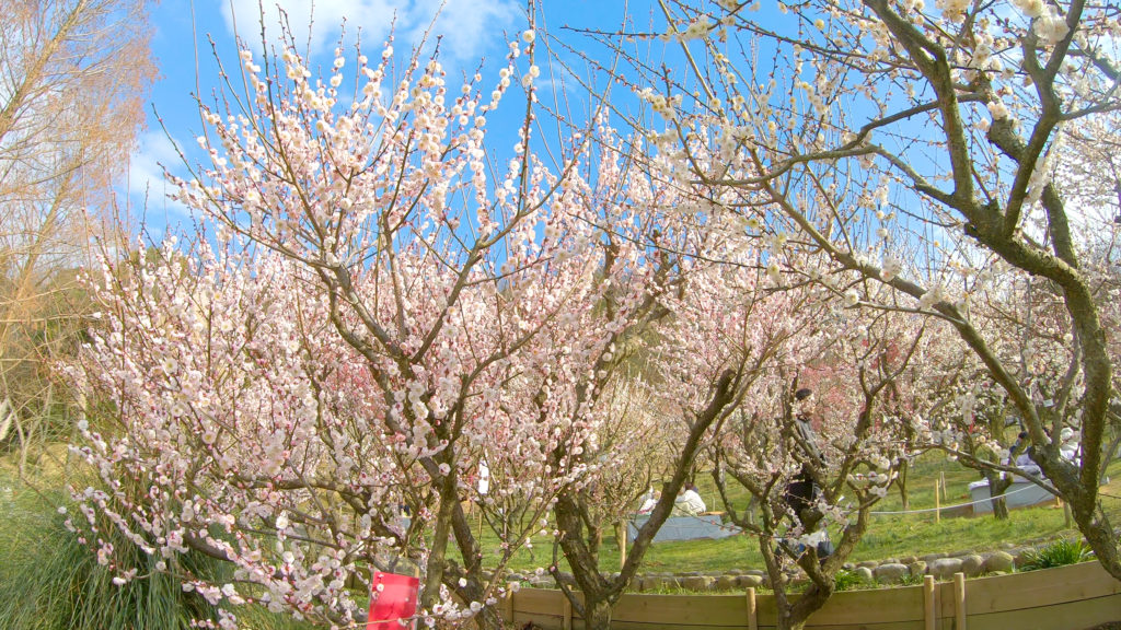 3df6a894a1824fc1a3c6a0dc045d5633-1024x576 大阪府 花の文化園(こたつに入って梅の見物ができる春におすすめの写真スポット. 撮影した写真の紹介、アクセス情報や交通手段・駐車場情報などまとめ)