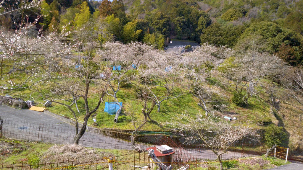 9b13b6258120bf1594c4e27b7bf9efaa-1024x576 大阪府 金熊寺(梅の本数約2000! 泉南最大の梅林を見ることができる春におすすめの写真スポット. アクセス情報や交通手段・駐車場情報などまとめ)