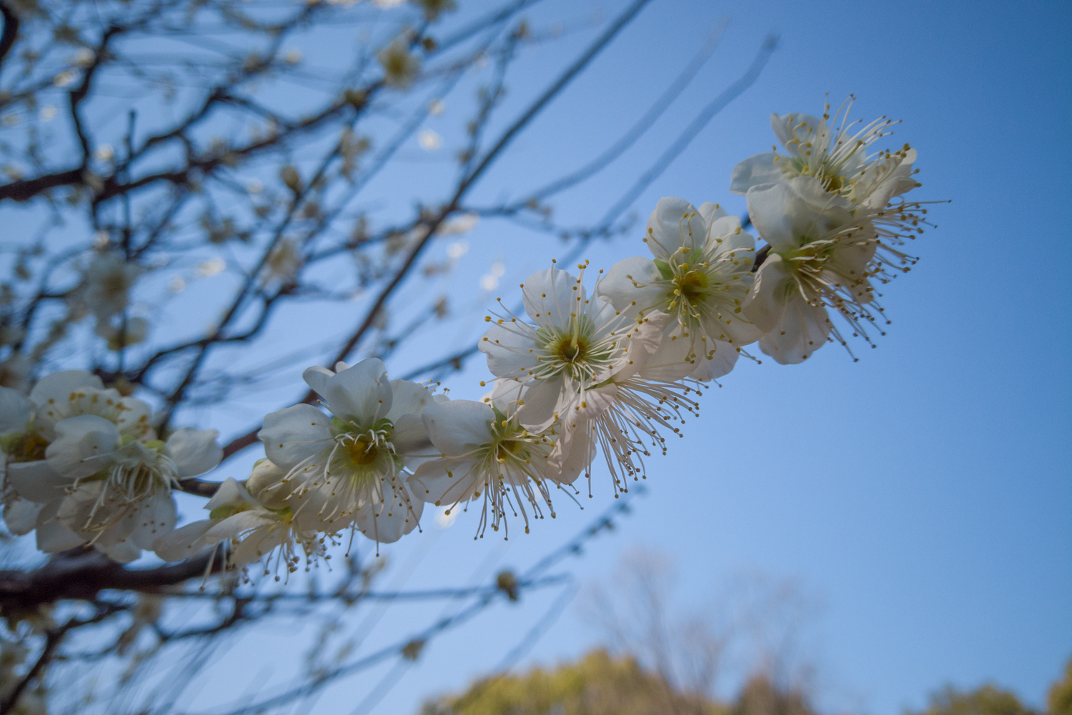 DJI_0426 大阪府 鶴見緑地公園(河津桜や梅に水仙など2月におすすめの春の写真スポット。 アクセス情報や交通手段・駐車場情報などまとめ)