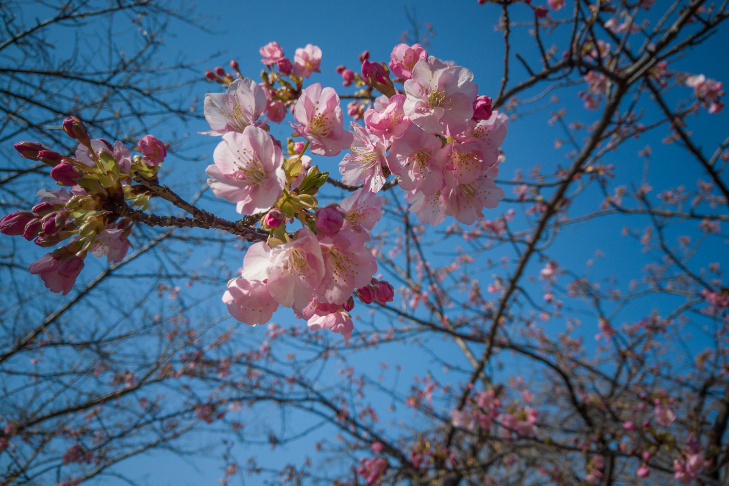DJI_0470 大阪府 鶴見緑地公園(河津桜や梅に水仙など2月におすすめの春の写真スポット。 アクセス情報や交通手段・駐車場情報などまとめ)