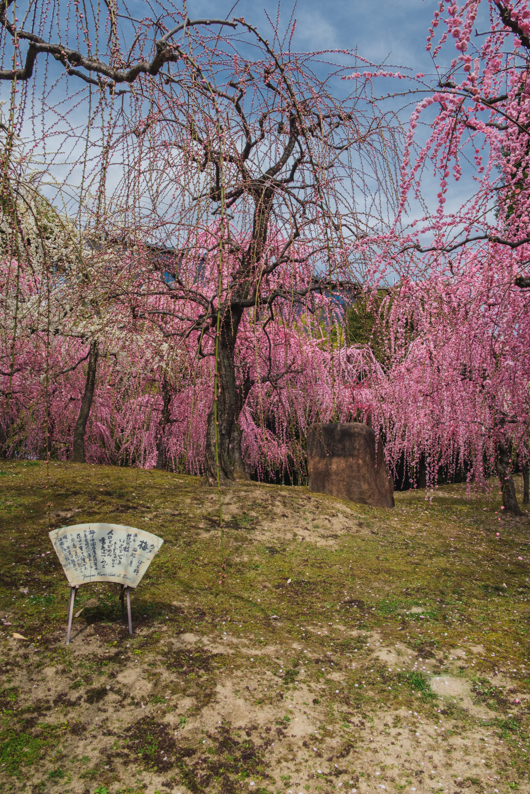 DSCF0882-scaled 京都 城南宮(庭園に咲く150本の枝垂梅が絶景の写真スポット! 撮影した写真の紹介、アクセス情報や交通手段・駐車場情報などまとめ)