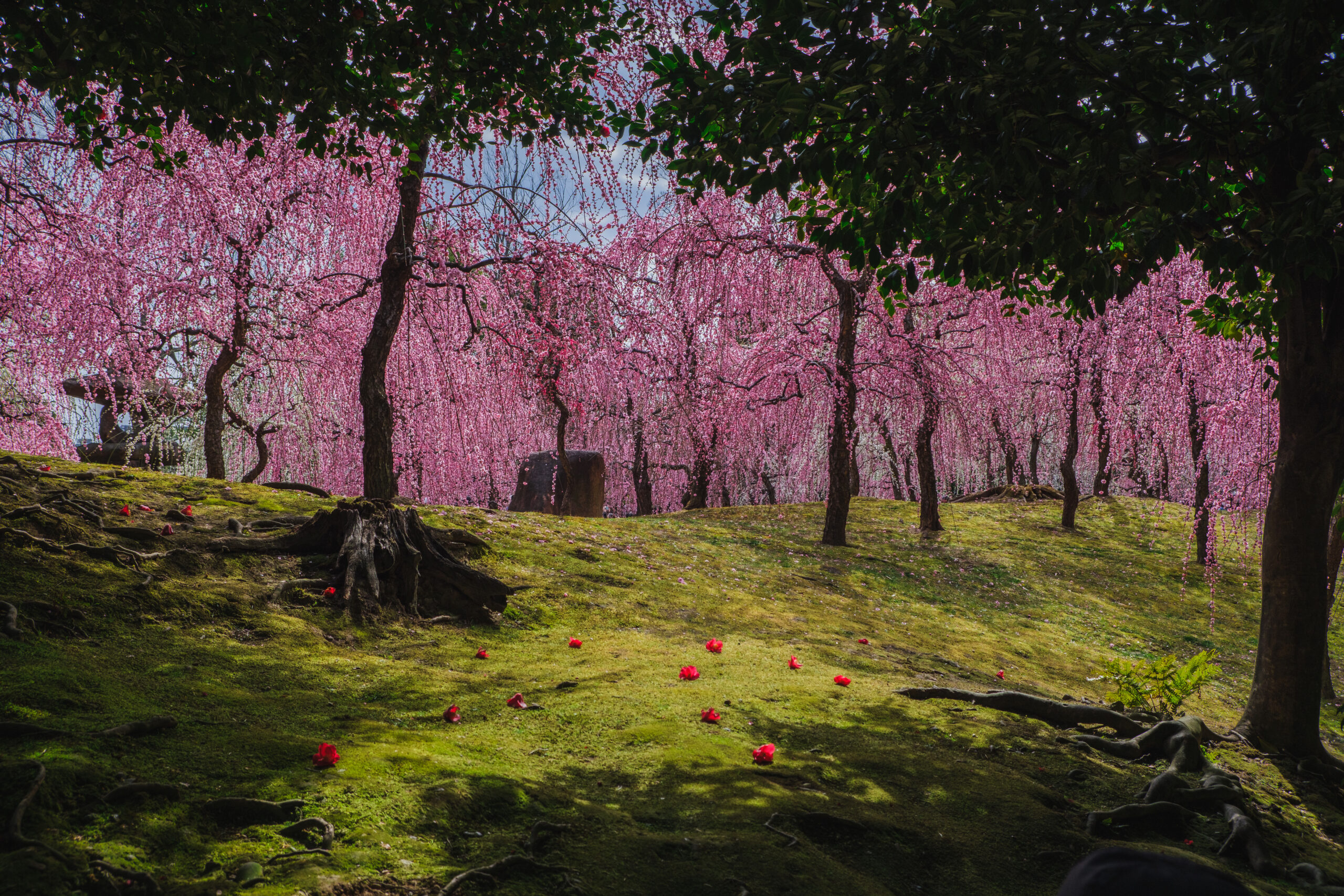DSCF0955-scaled 京都 城南宮(庭園に咲く150本の枝垂梅が絶景の写真スポット! 撮影した写真の紹介、アクセス情報や交通手段・駐車場情報などまとめ)