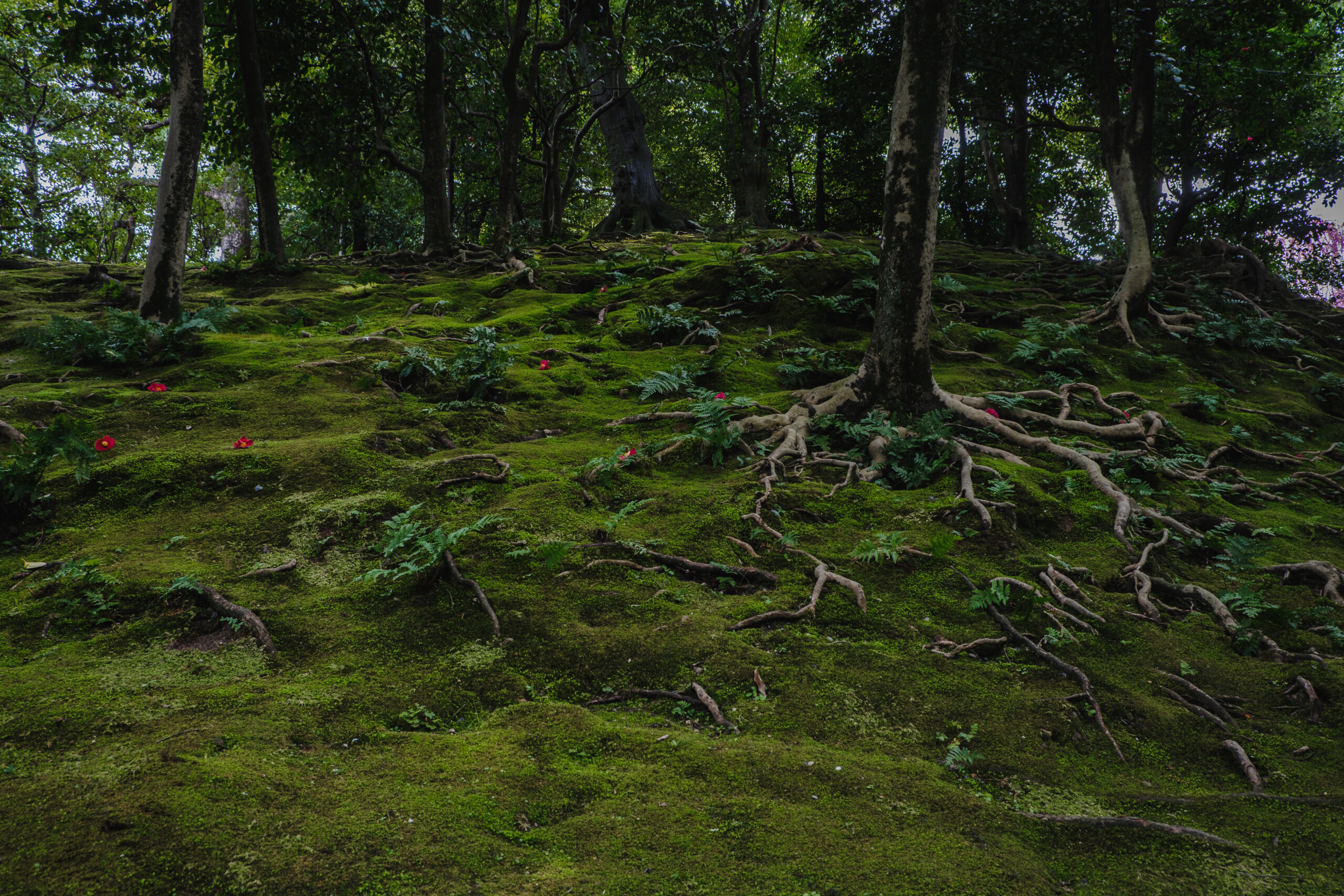 DSCF0980-scaled 京都 城南宮(庭園に咲く150本の枝垂梅が絶景の写真スポット! 撮影した写真の紹介、アクセス情報や交通手段・駐車場情報などまとめ)