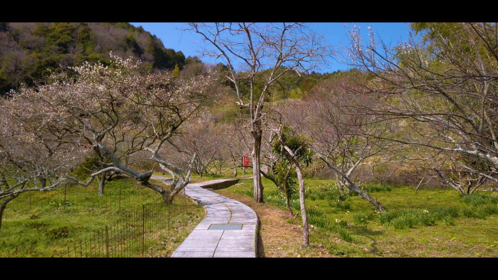 b2f52562c56249c9089b08fbb4b1ec1d-1024x576 【2020年】関西の『梅林・梅園』おすすめ写真スポット"9選"を紹介! 開花情報や見頃情報などを実際に訪れ撮影した写真とお届けします!